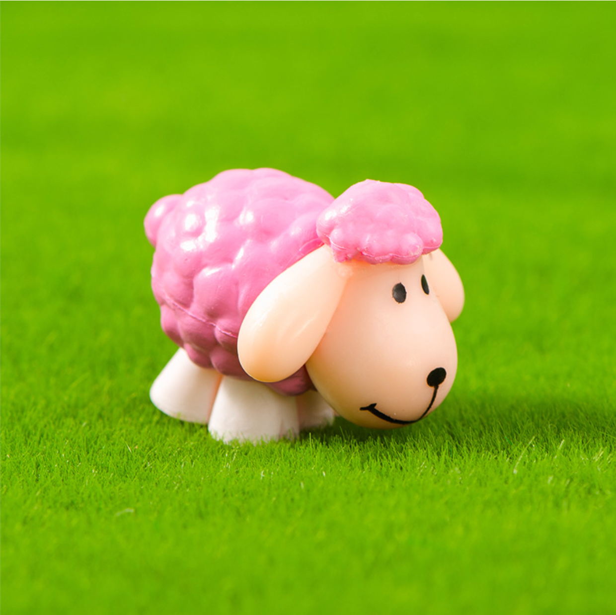 Energetic Miniature Sheep