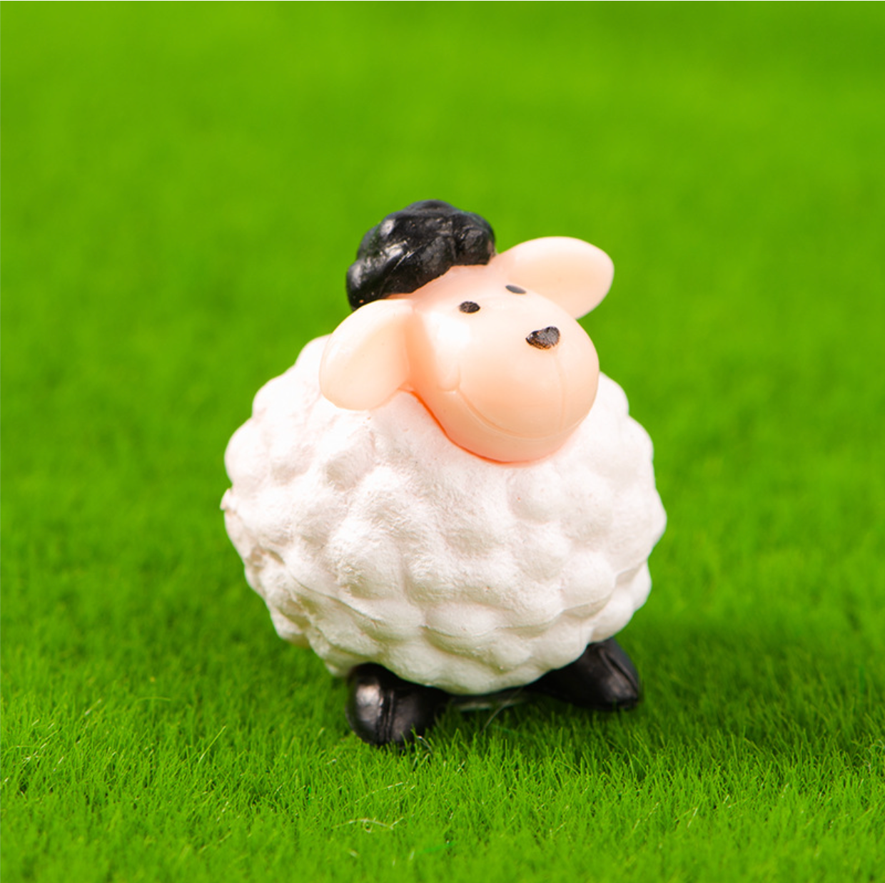 Energetic Miniature Sheep