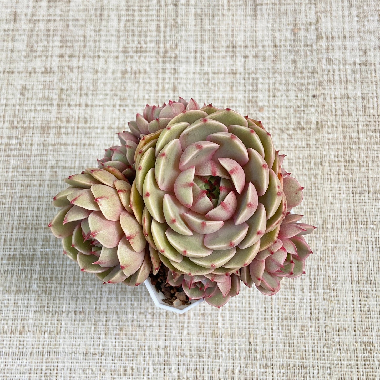 Echeveria Ben Badis Cluster 2nd Collection