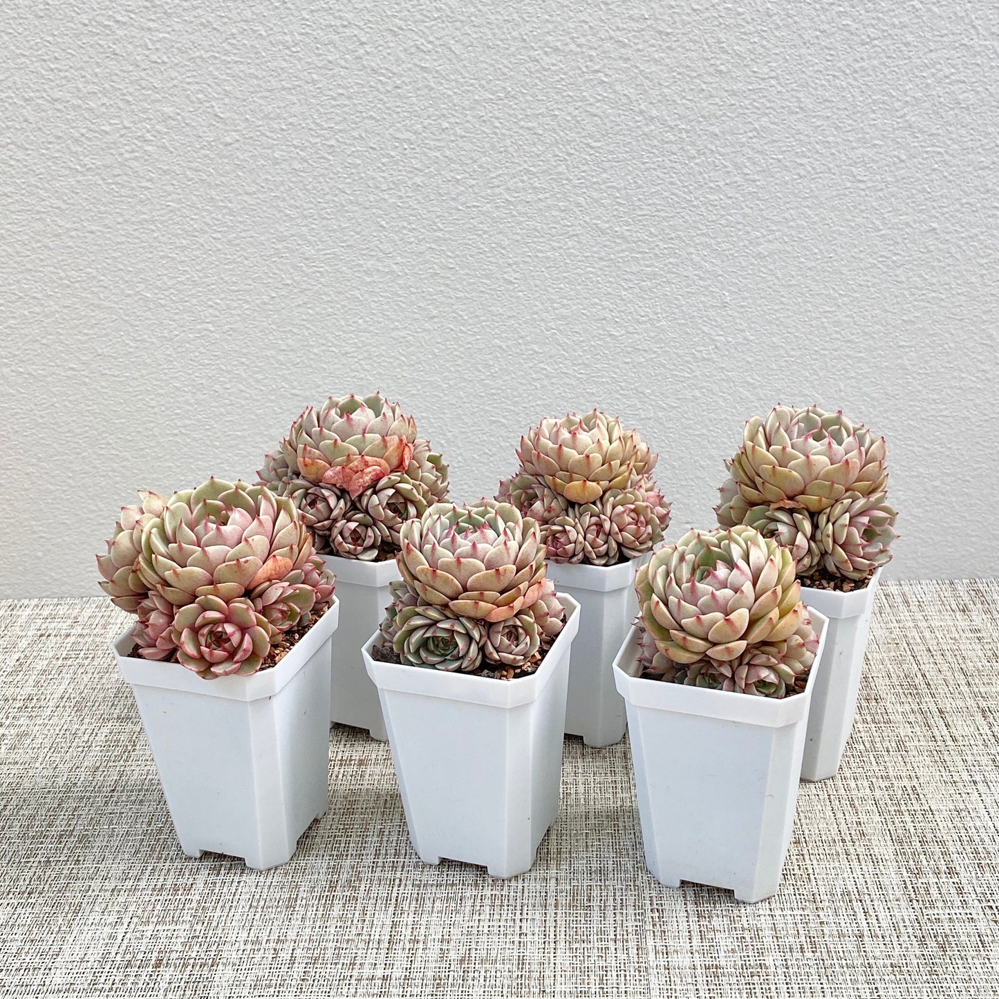 Echeveria Ben Badis Cluster 2nd Collection