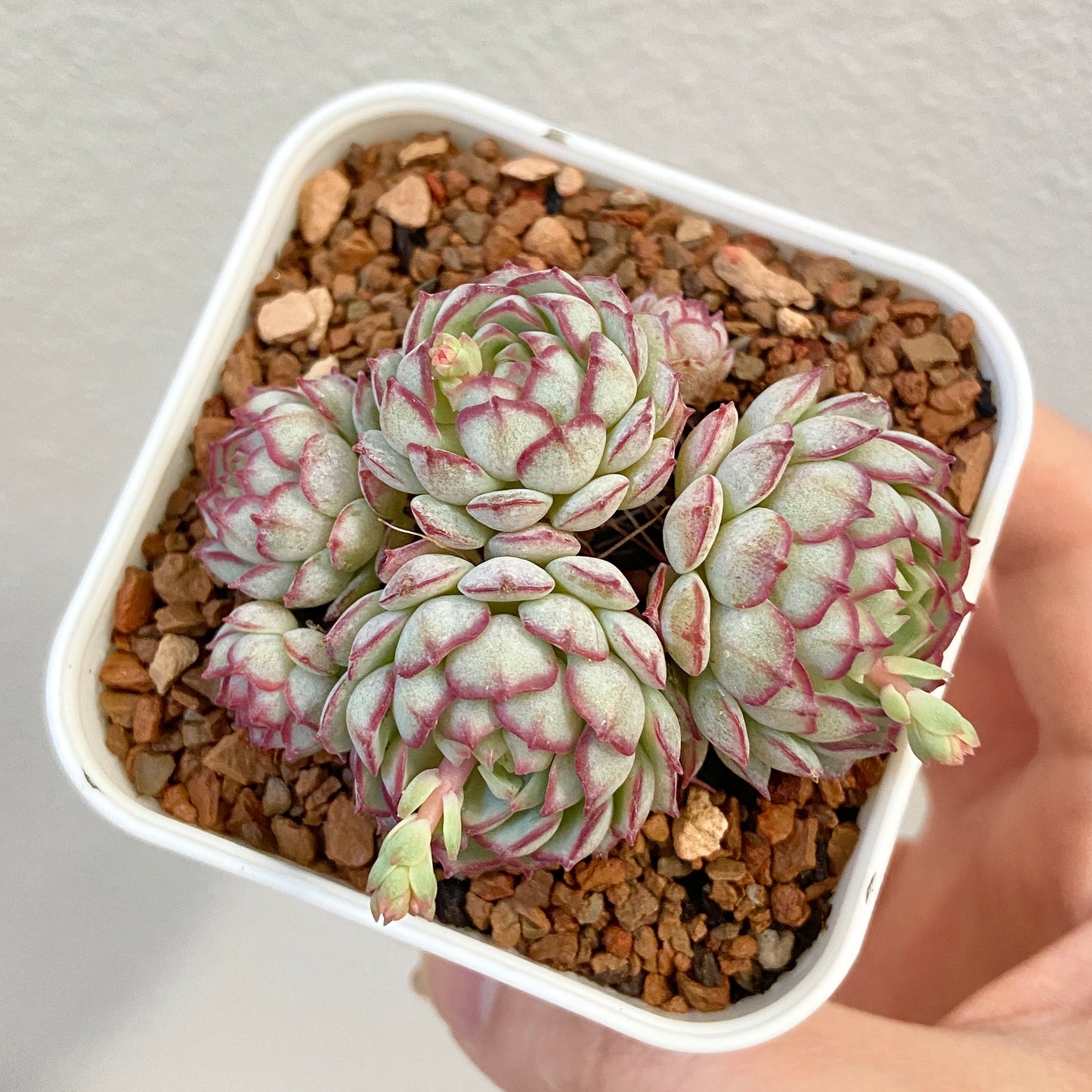 Echeveria Vincent Catto Hybrid