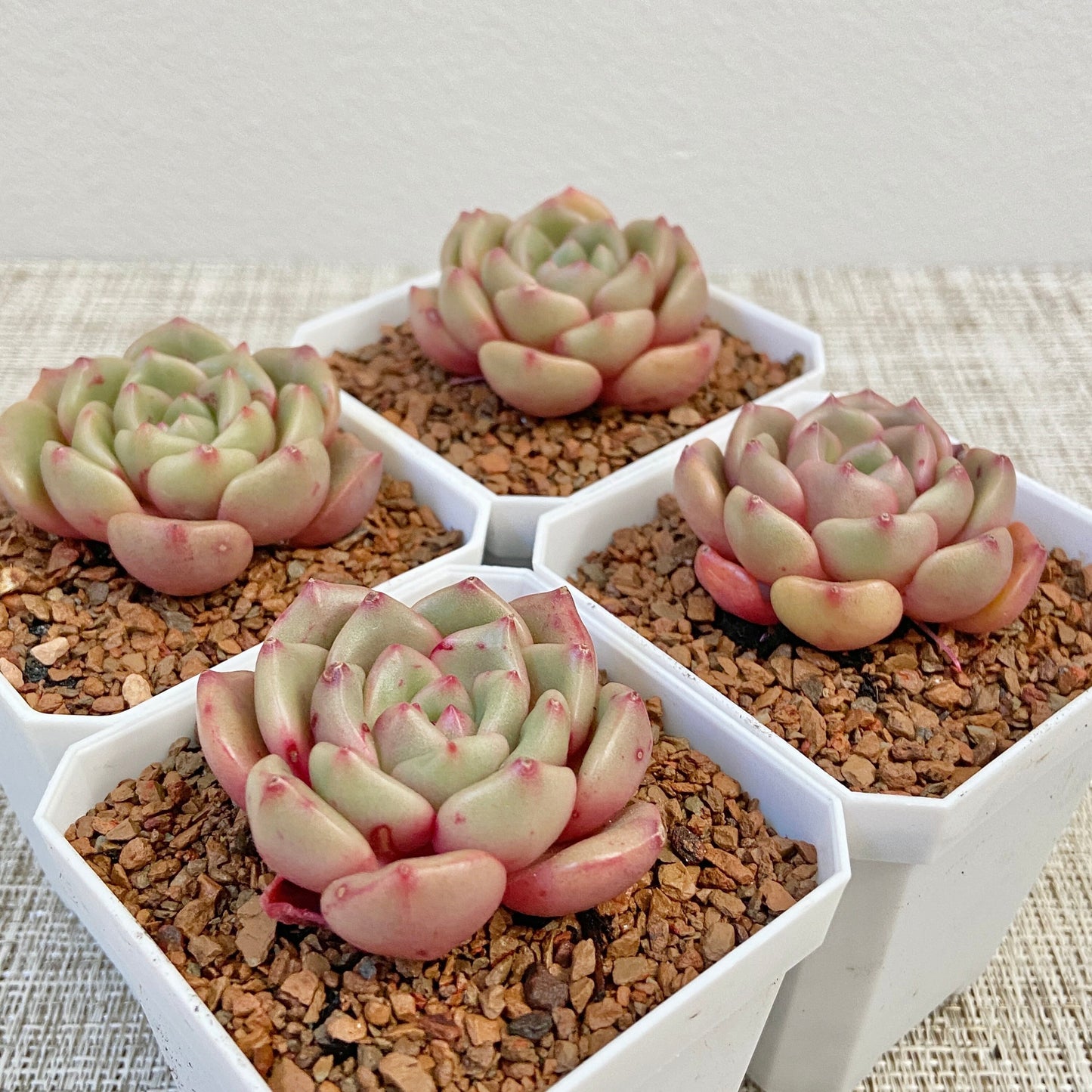 Echeveria sp.