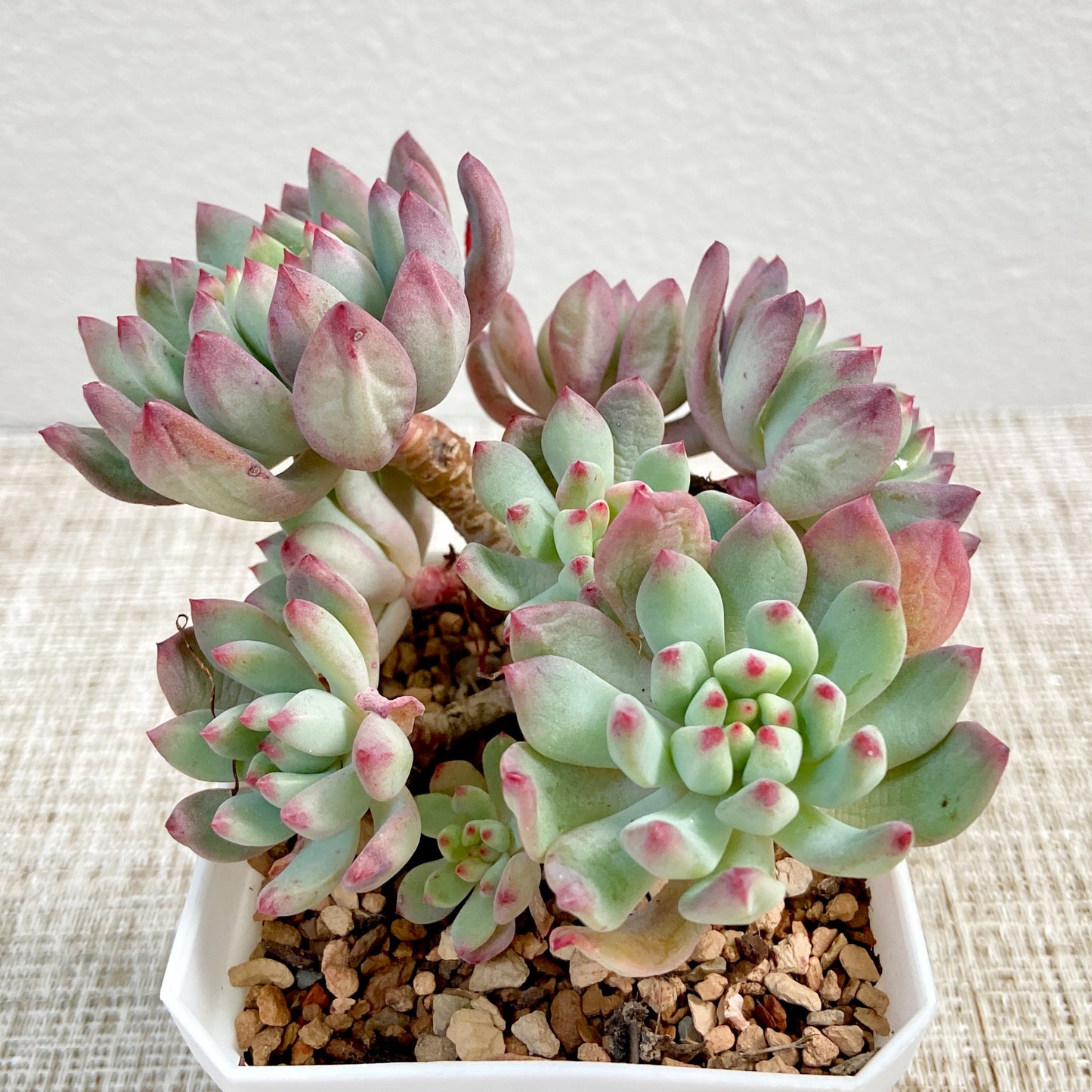 Sedeveria Blue Elf Cluster