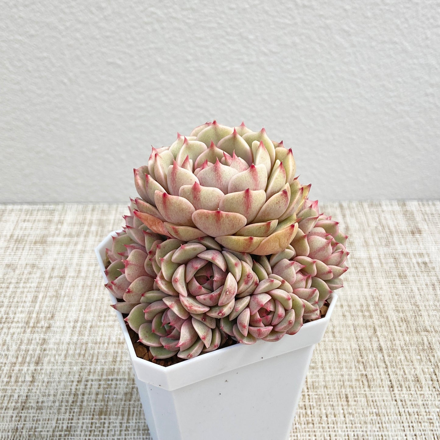 Echeveria Ben Badis Cluster 2nd Collection