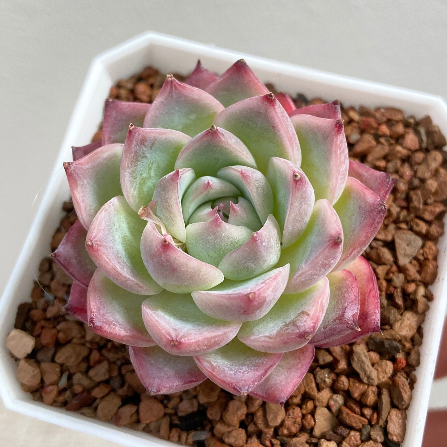 Echeveria Crystal Rose