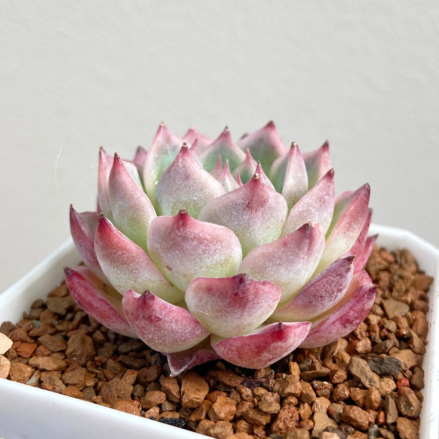 Echeveria Crystal Rose