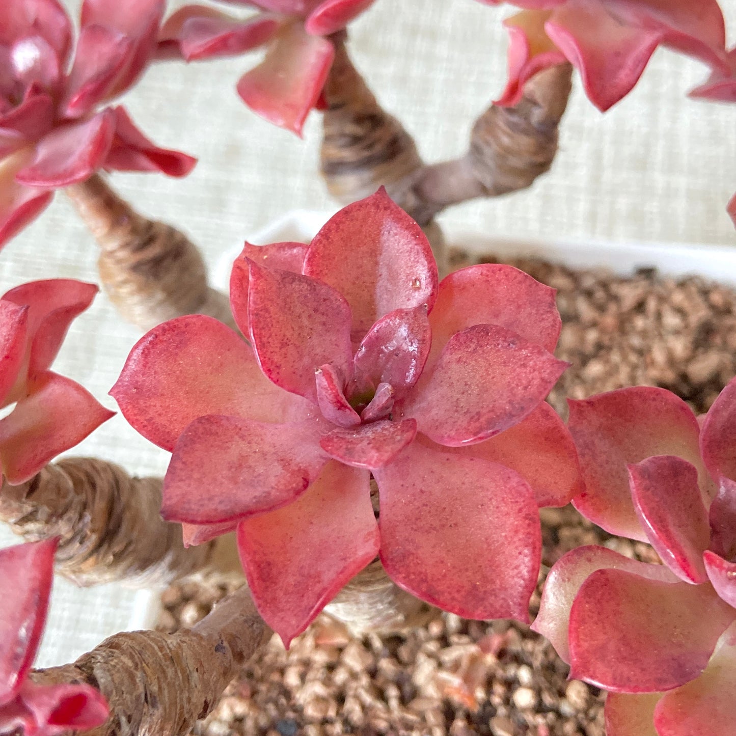 Aged Echeveria Noble Cluster