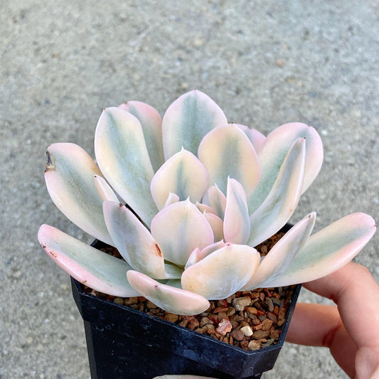 Echeveria Ruyonii Variegated