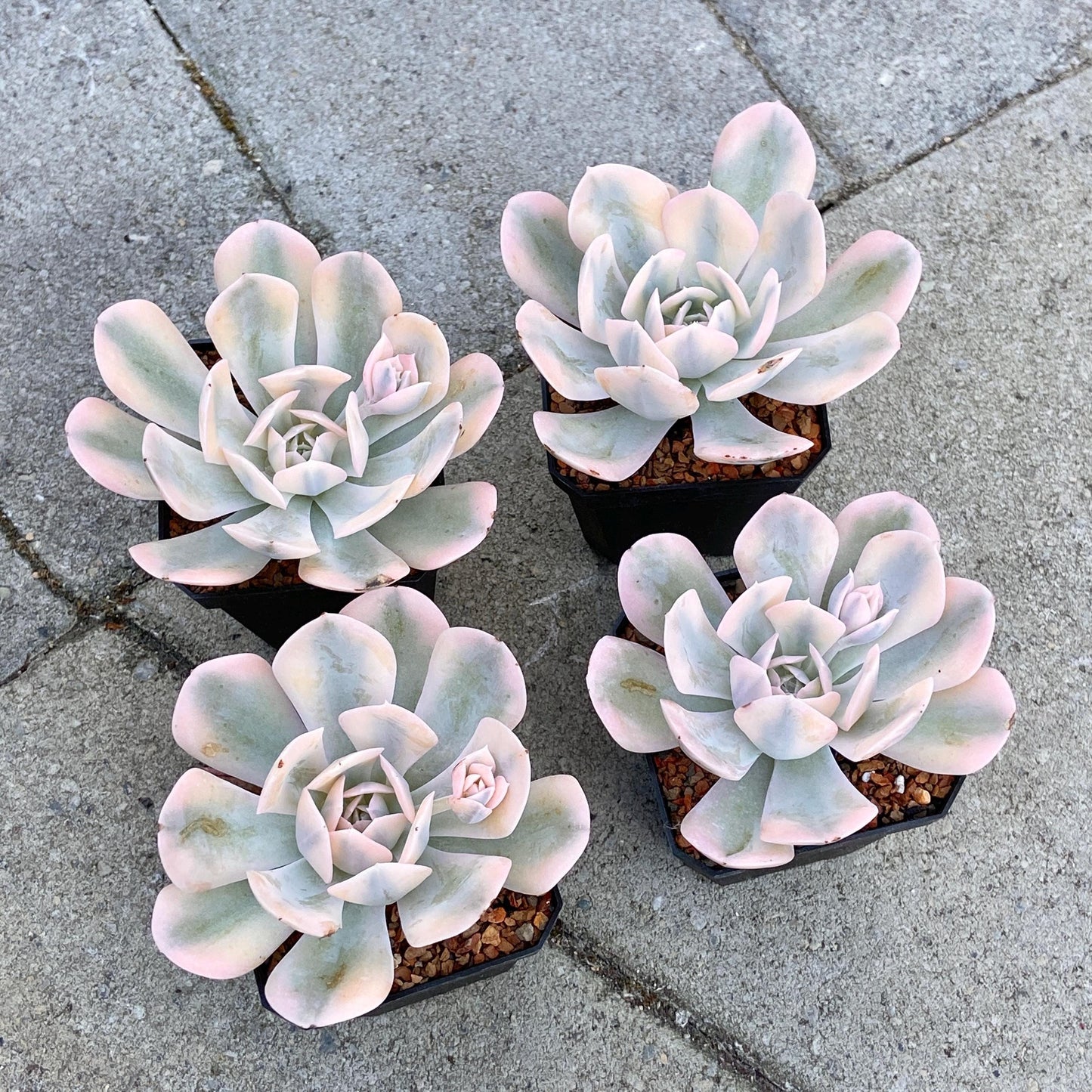 Echeveria Ruyonii Variegated