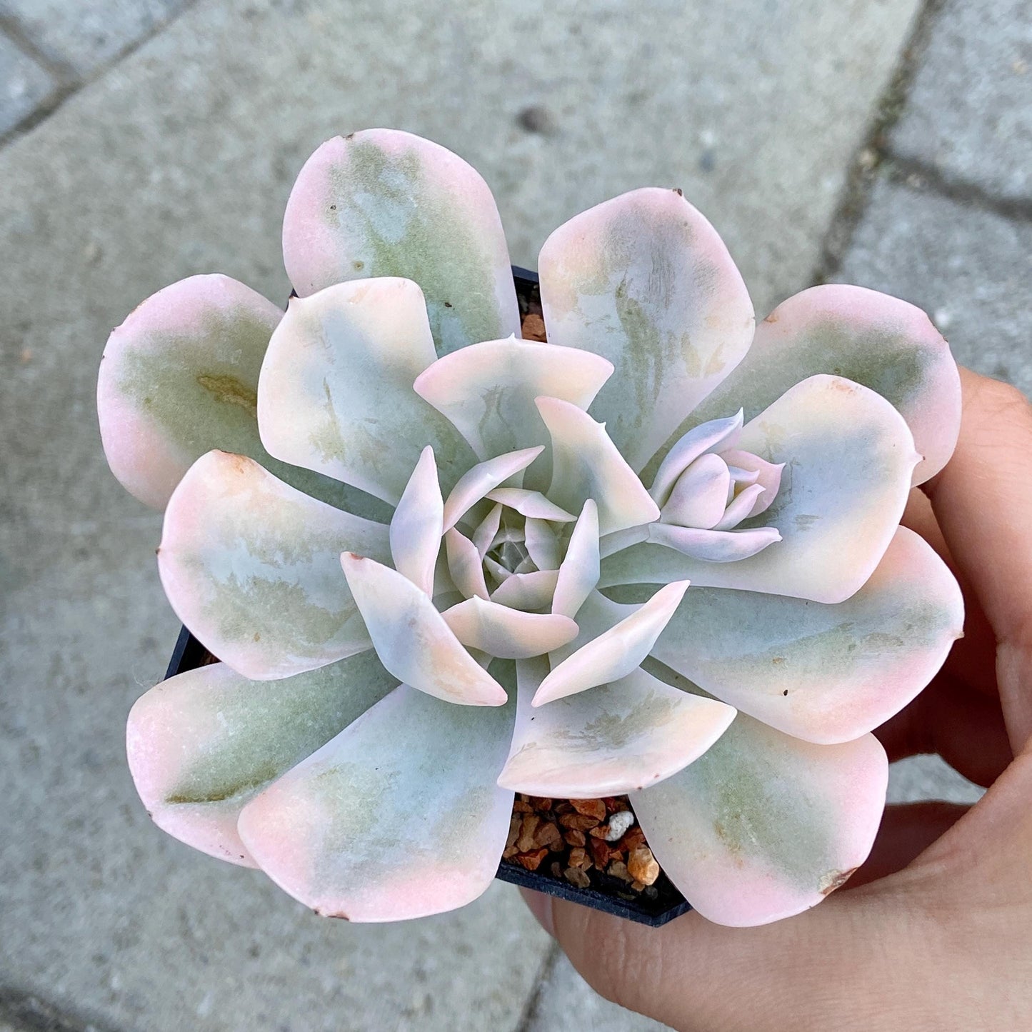 Echeveria Ruyonii Variegated