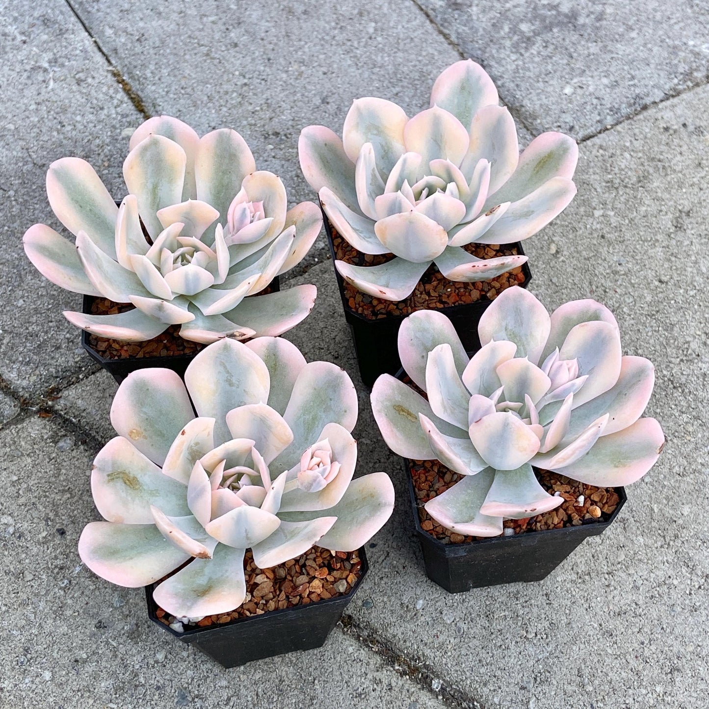 Echeveria Ruyonii Variegated