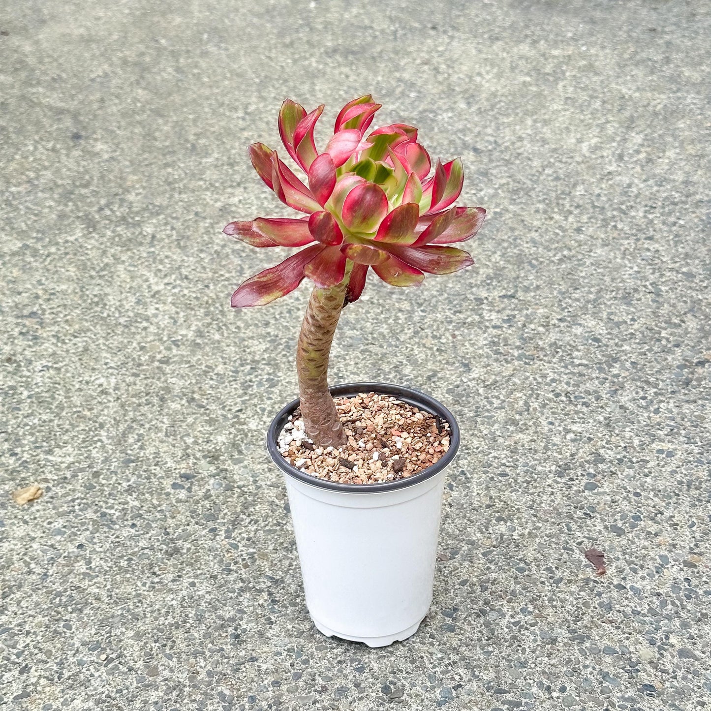 11" Tall Variegated Aeonium sp.