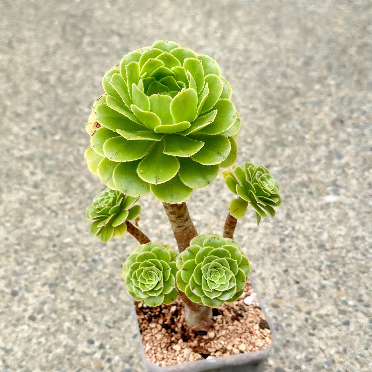 13" Tall Aeonium Arboreum