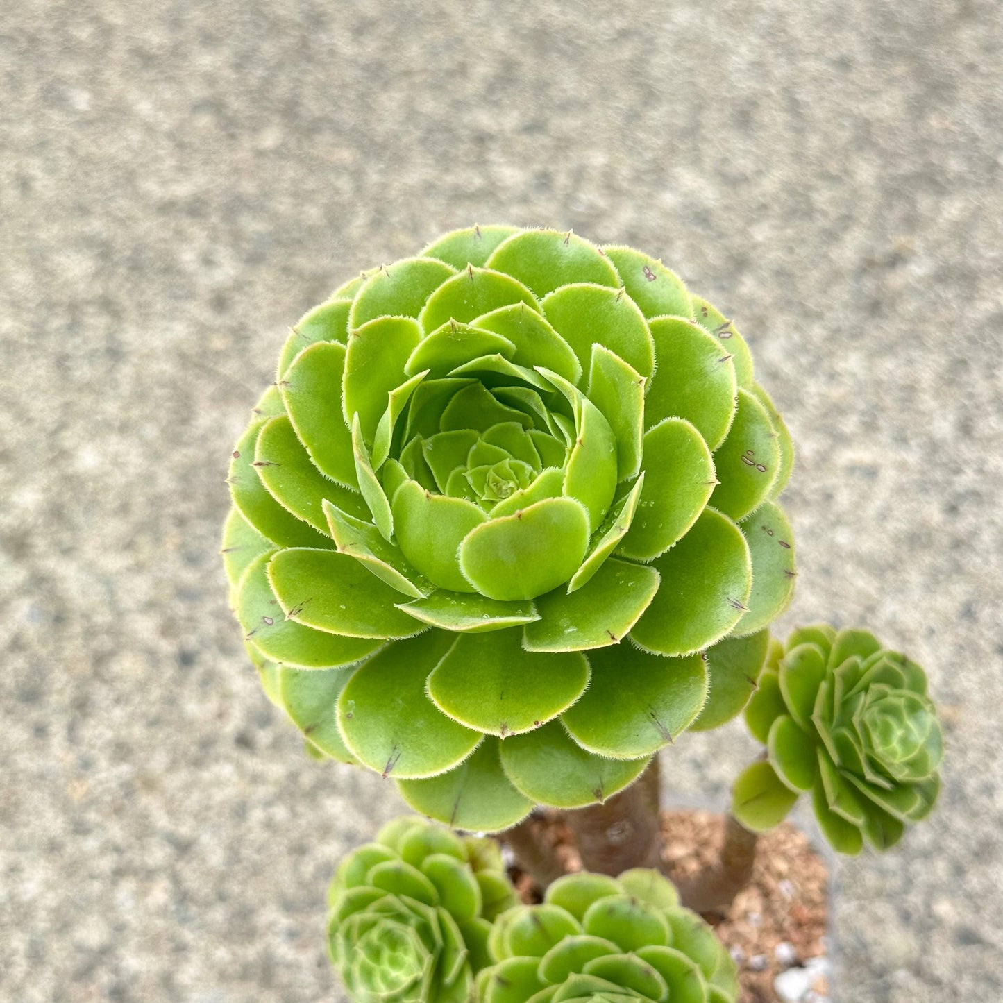 13" Tall Aeonium Arboreum