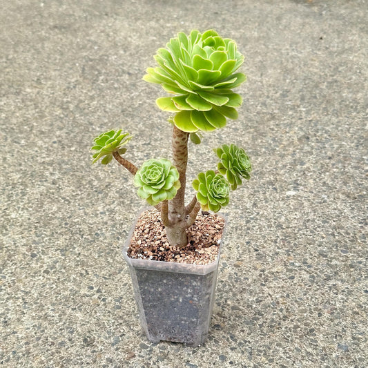 13" Tall Aeonium Arboreum