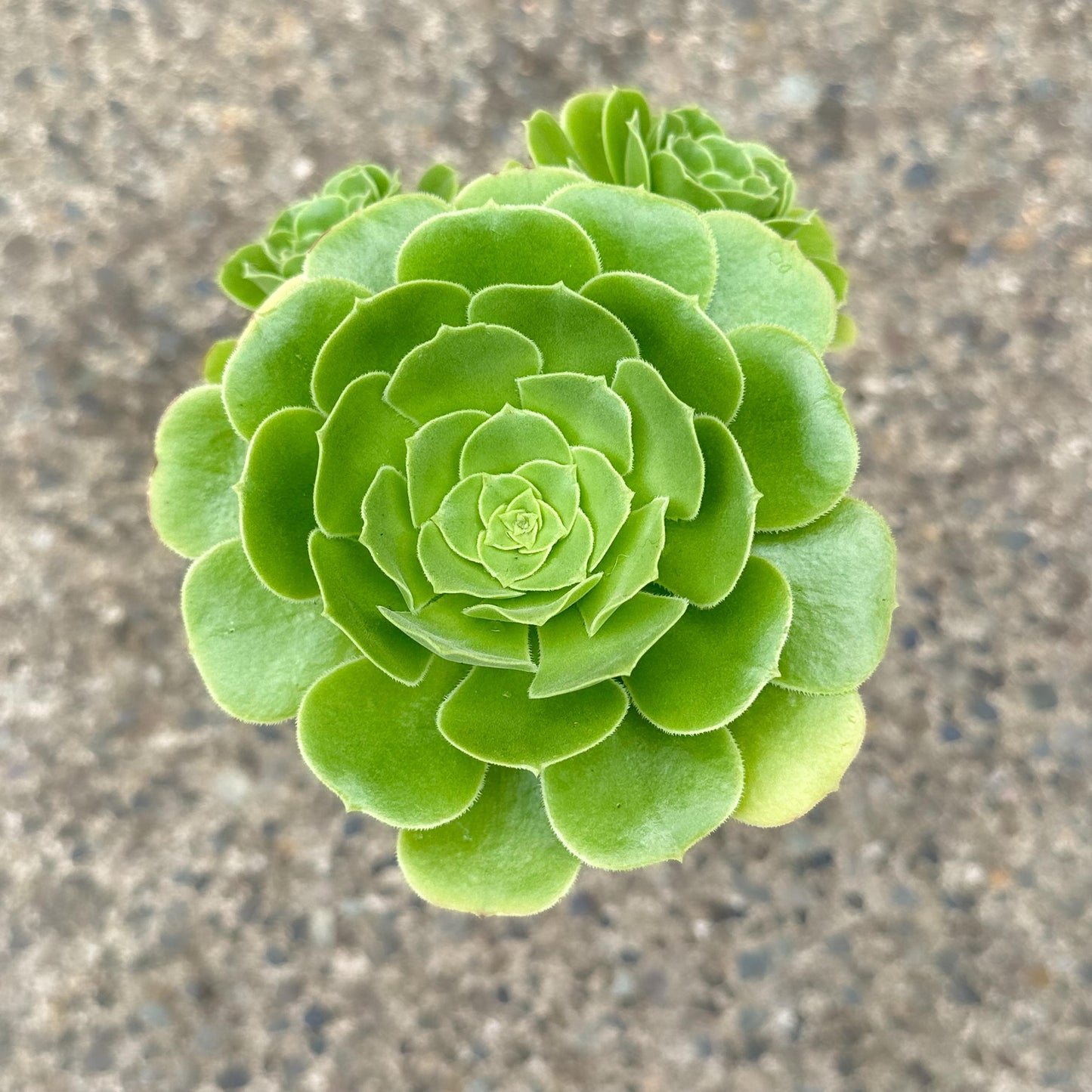 10" Tall Aeonium Arboreum