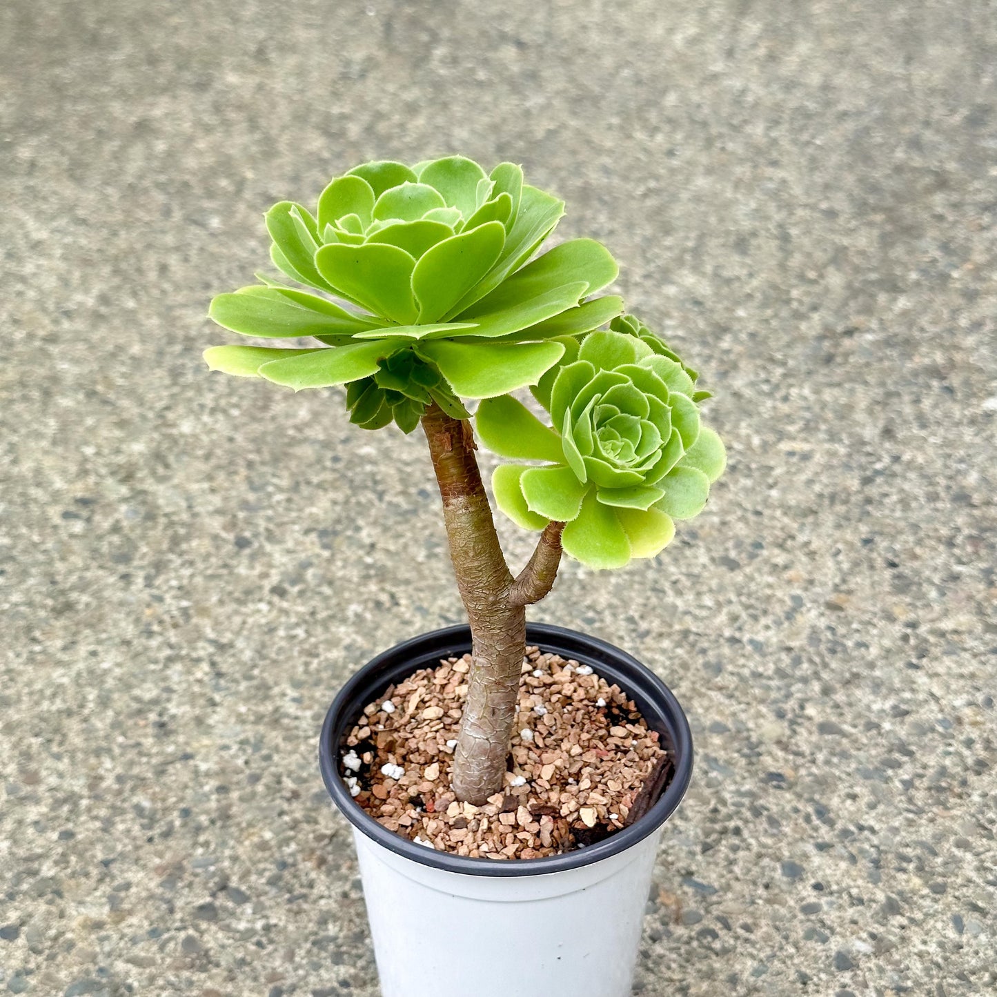 10" Tall Aeonium Arboreum