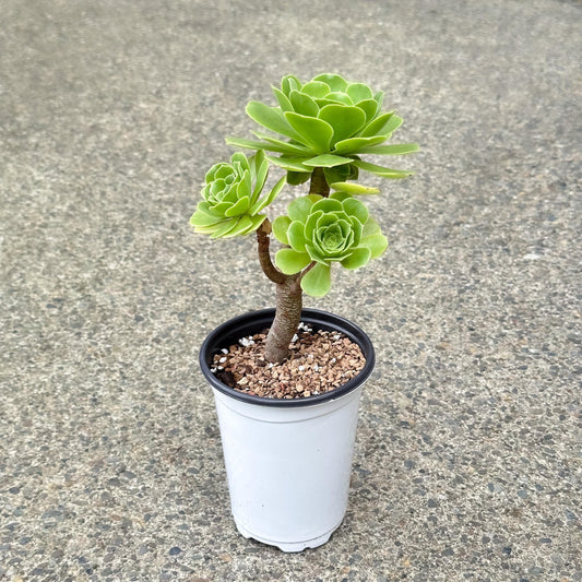 10" Tall Aeonium Arboreum