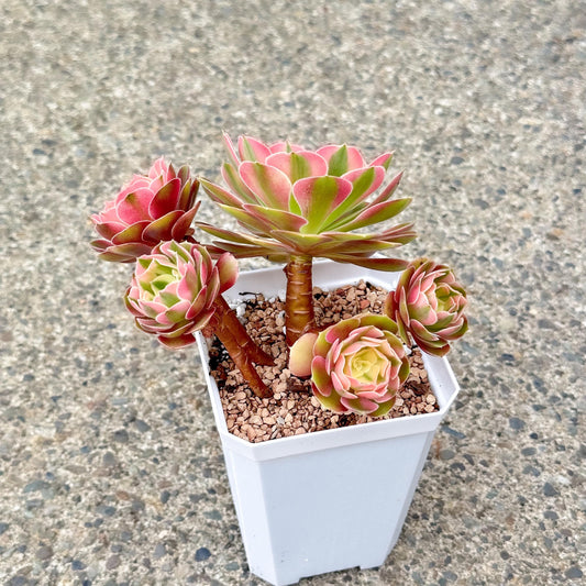 4" Aeonium Pink Daisy