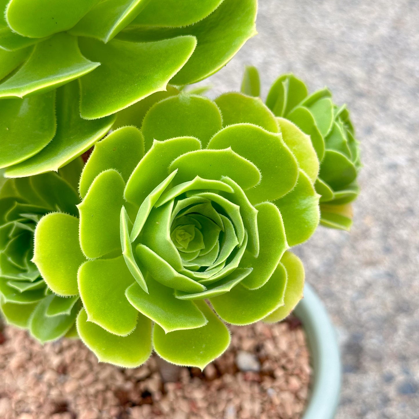 10" Tall Aeonium Arboreum