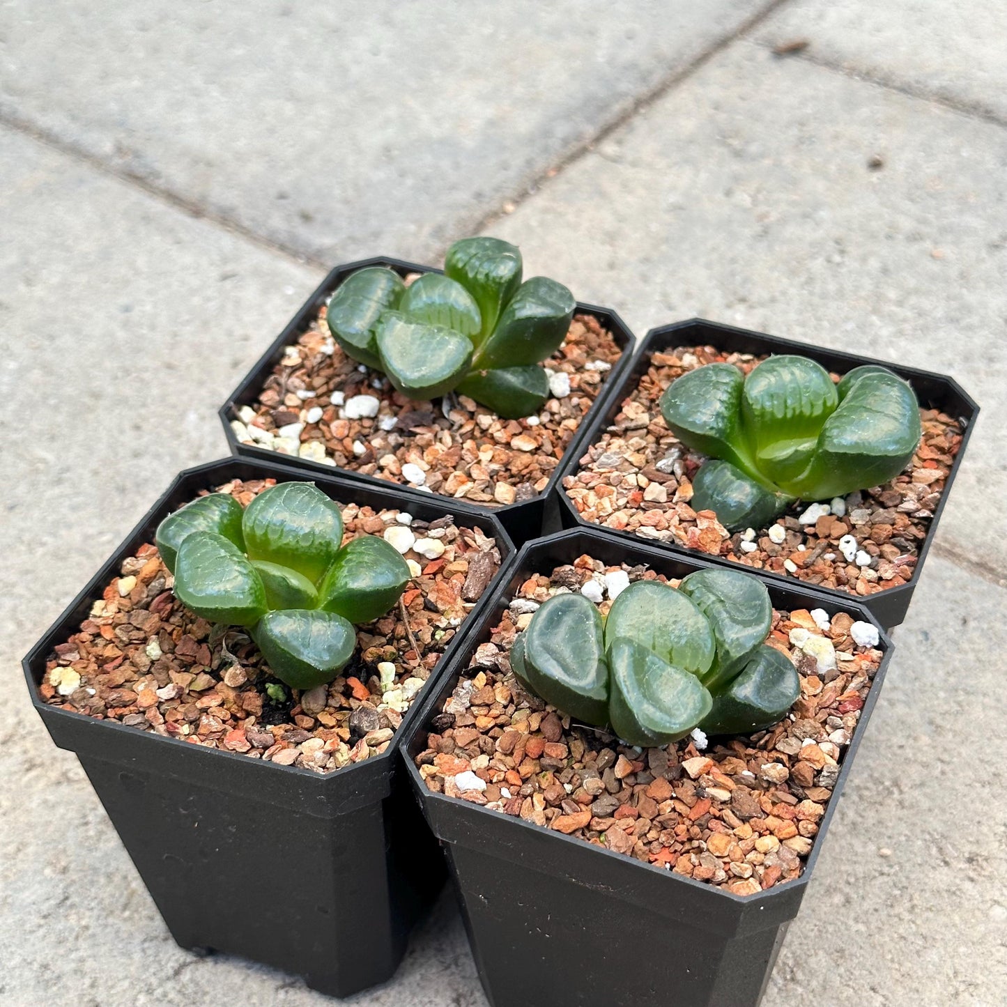 Haworthia 'Tropical Night'