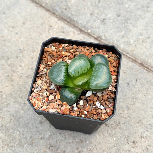 Haworthia 'Tropical Night'