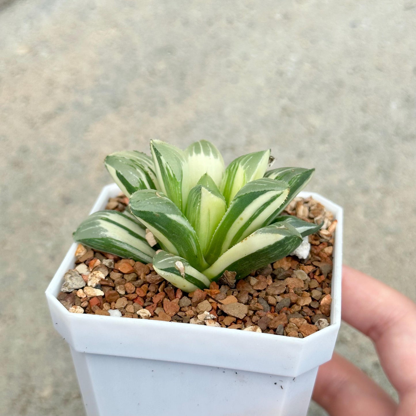 Haworthia Cymbiformis 'Variegata'