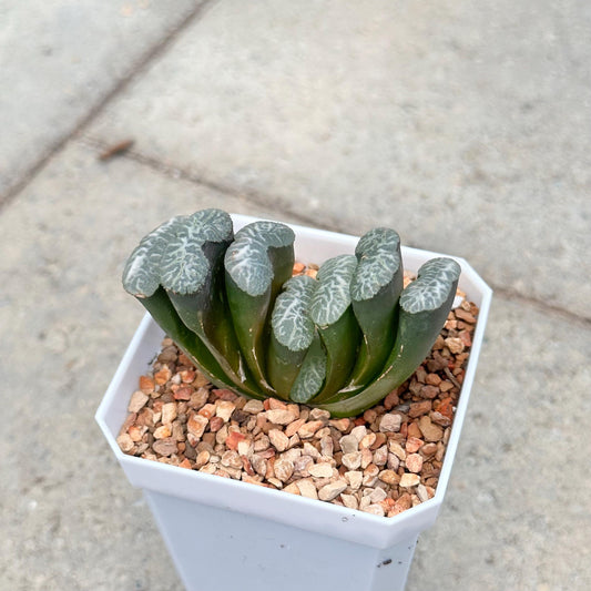 Haworthia Truncata