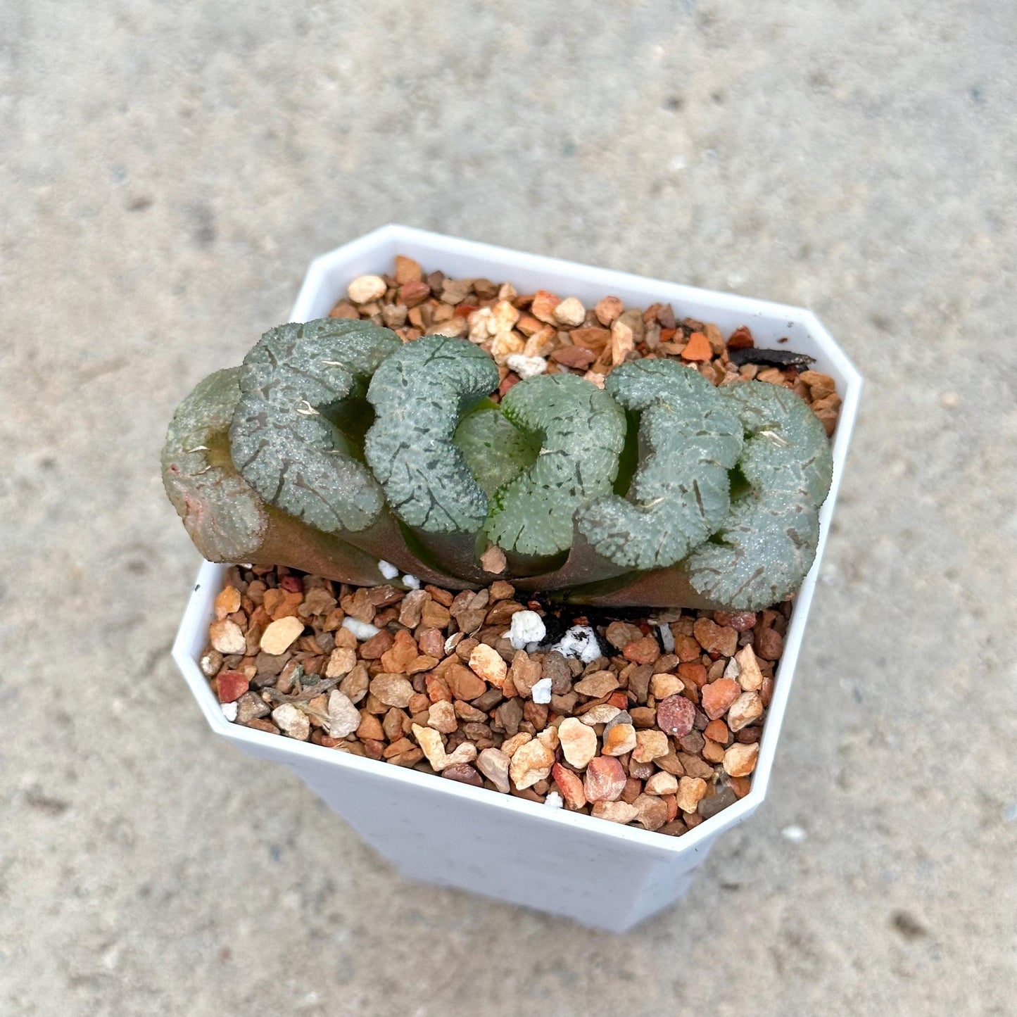 Haworthia Truncata Varieties