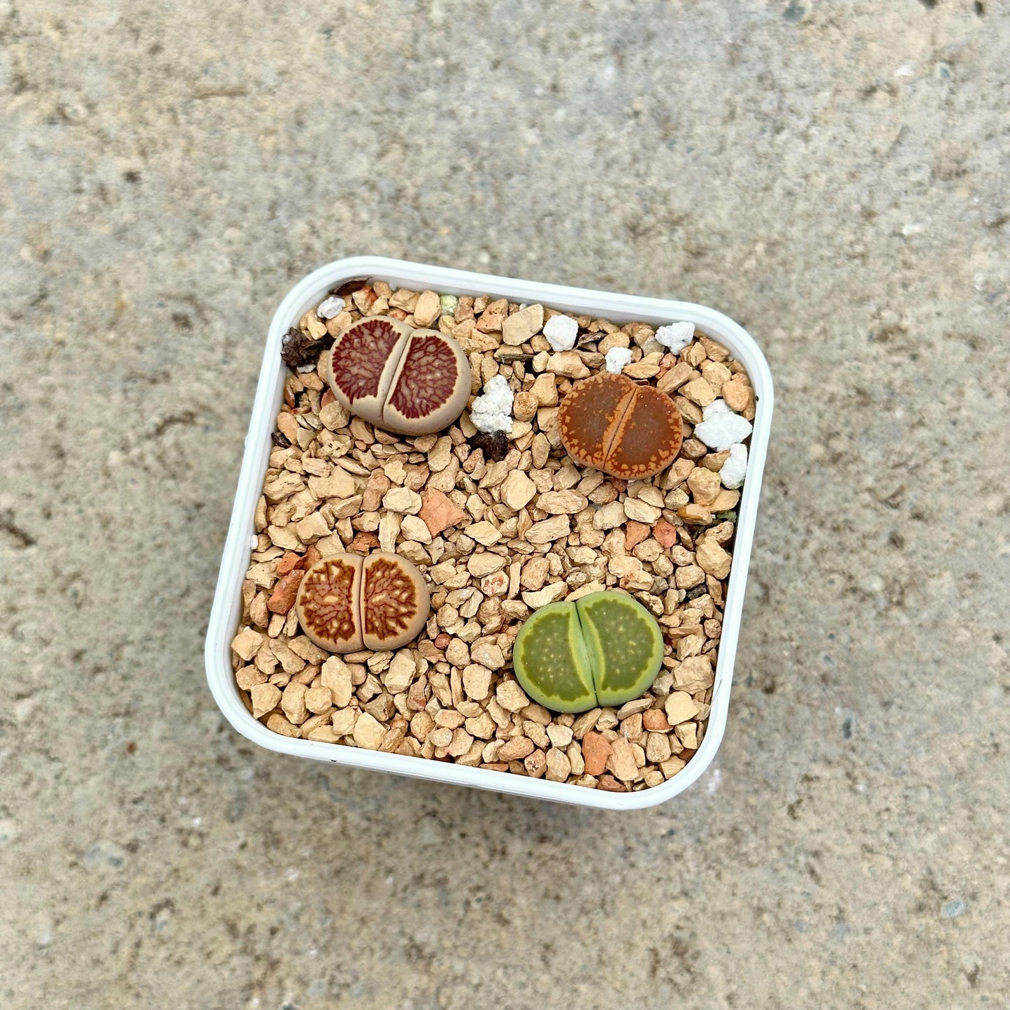 Assorted Lithops