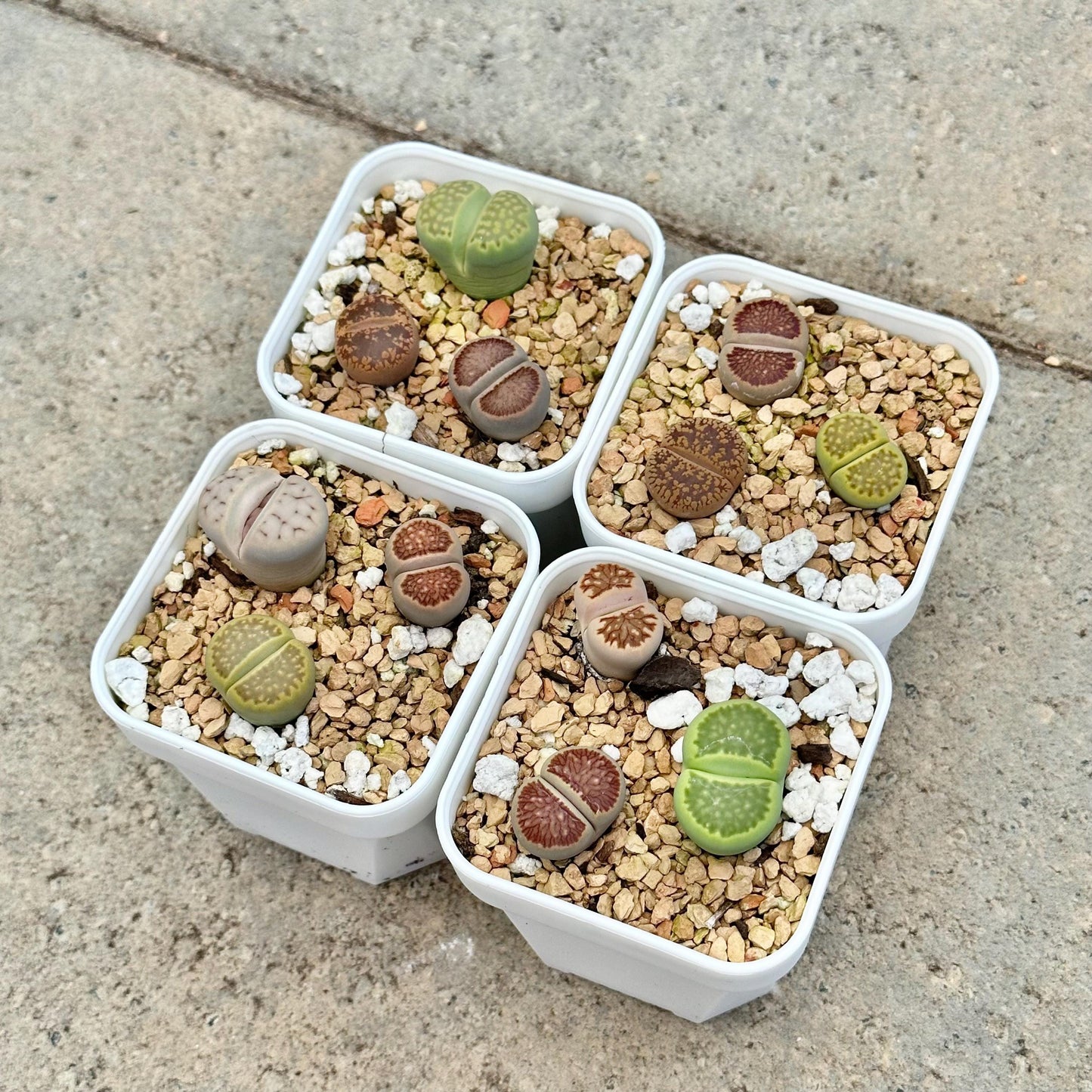 Assorted Lithops