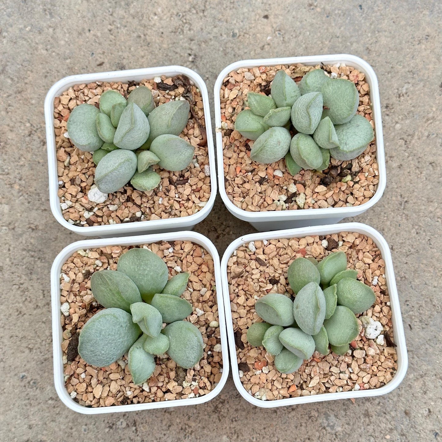 Adromischus Marianae 'Hallii'