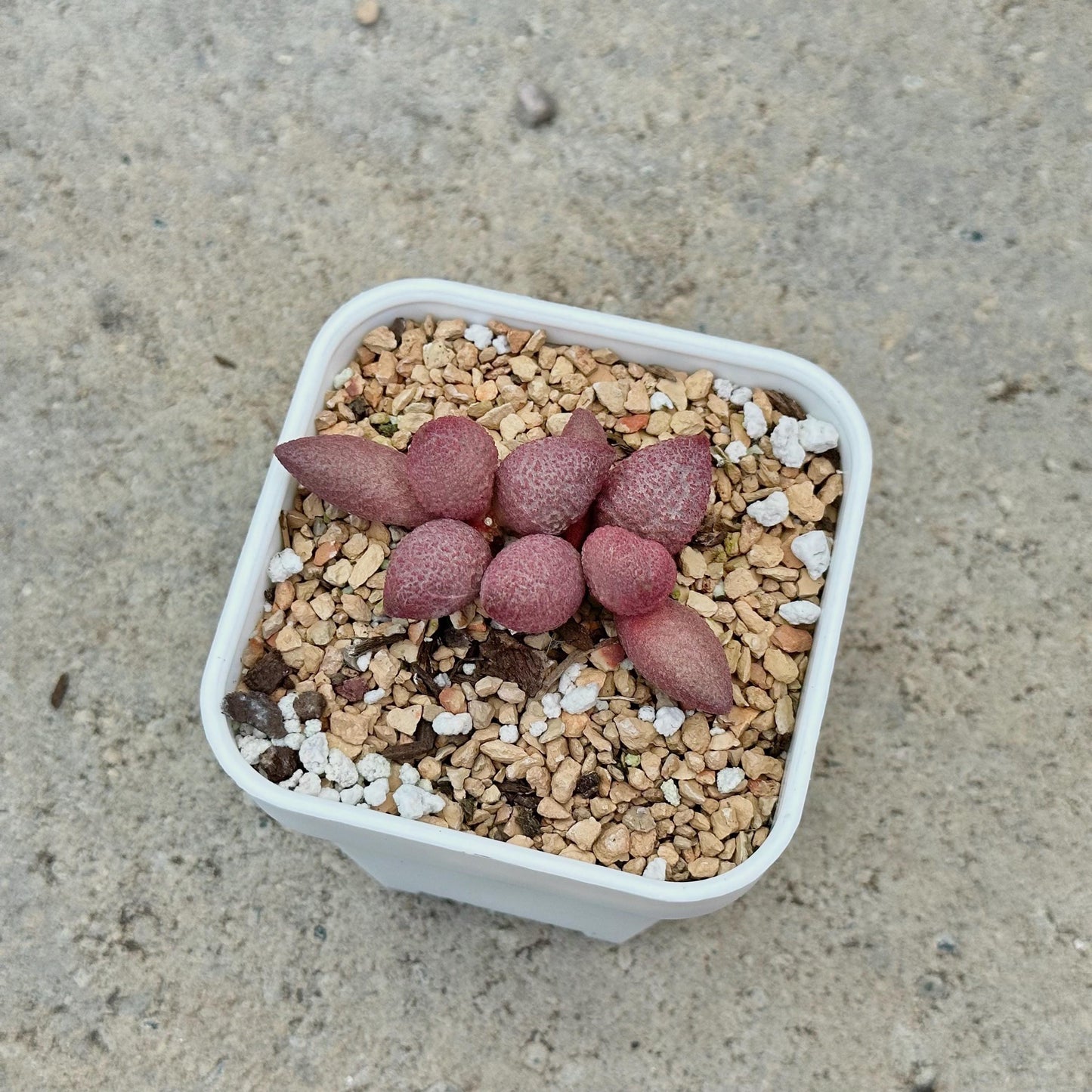 Adromischus Marianae 'Herrei'