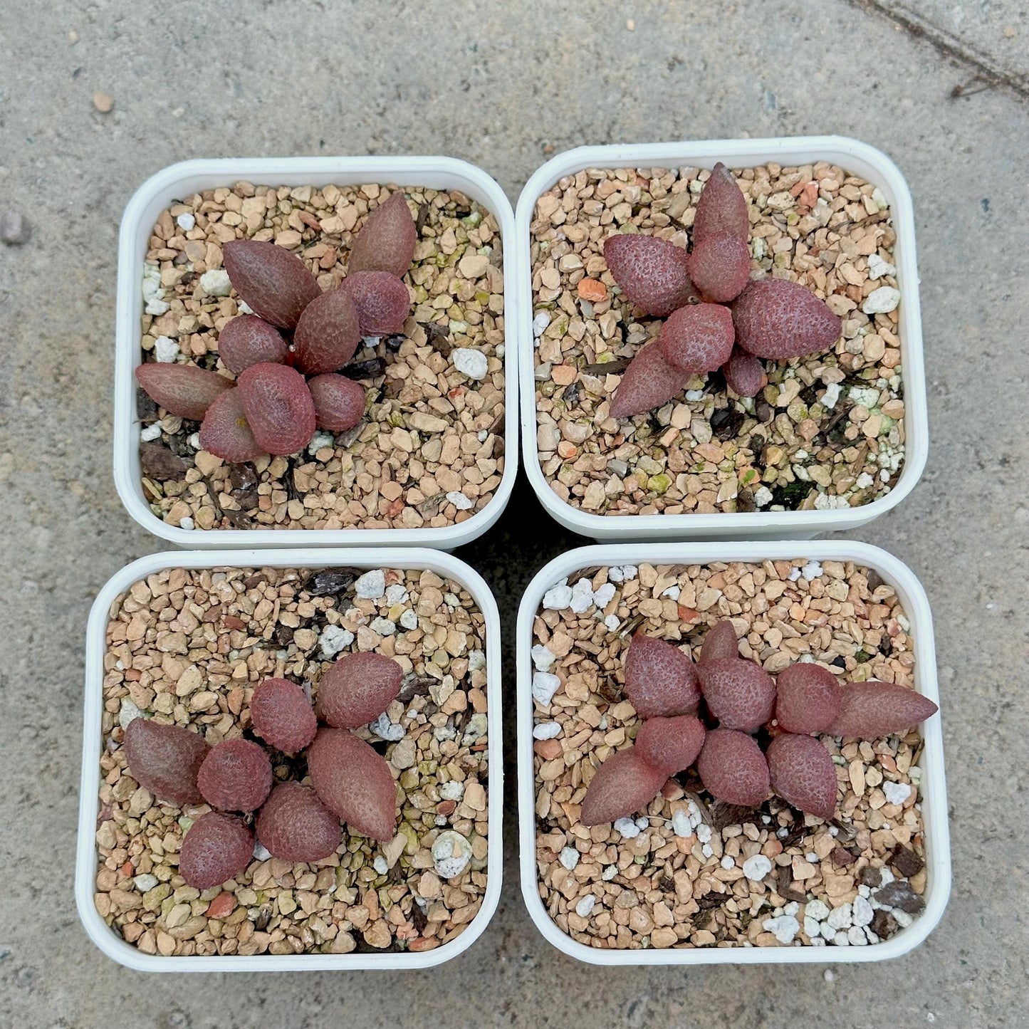 Adromischus Marianae 'Herrei'