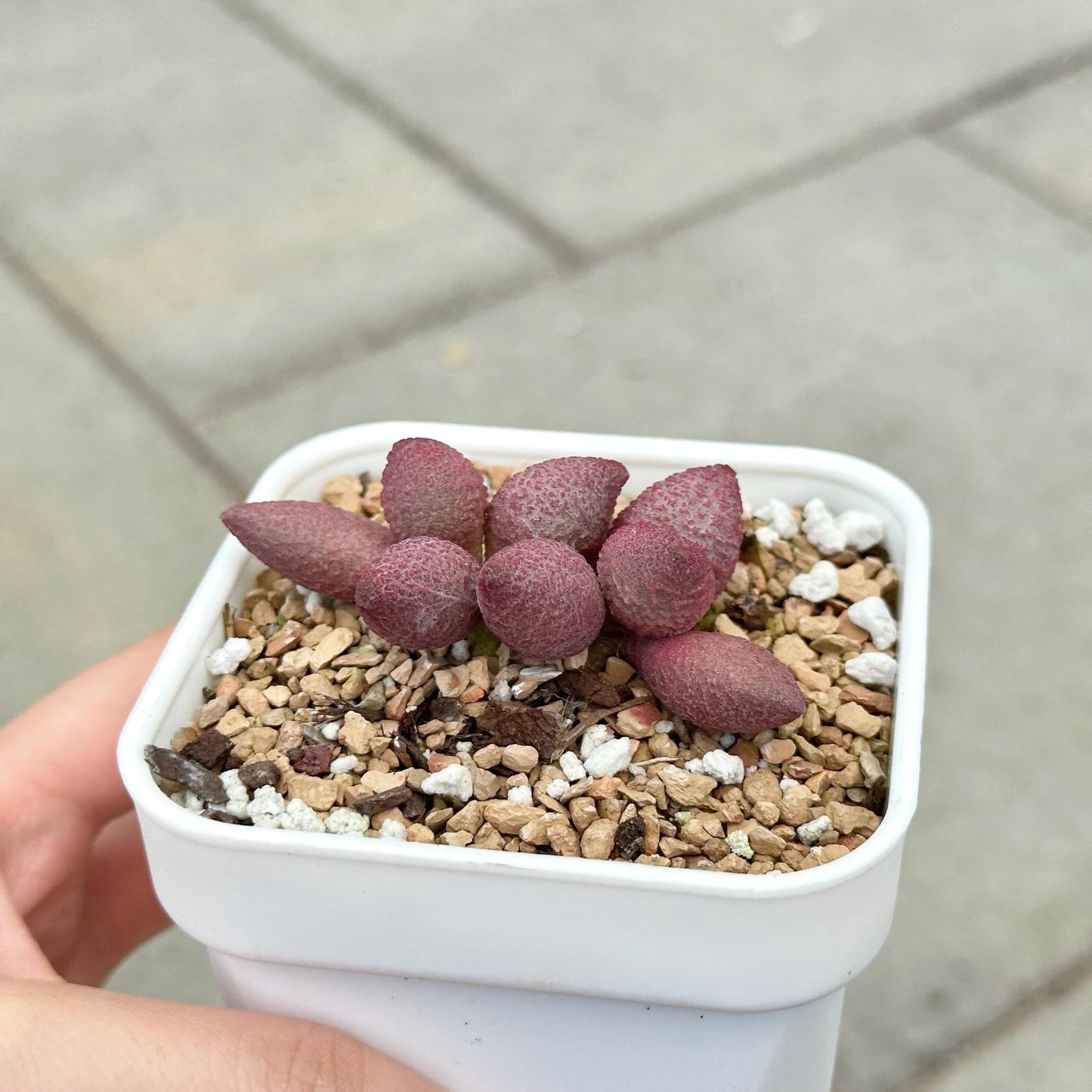 Adromischus Marianae 'Herrei'