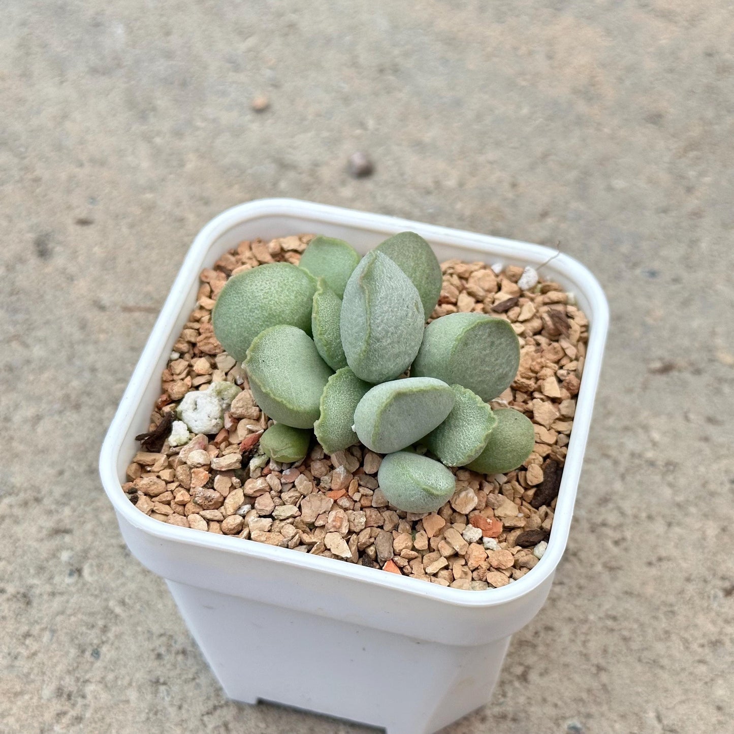 Adromischus Marianae 'Hallii'