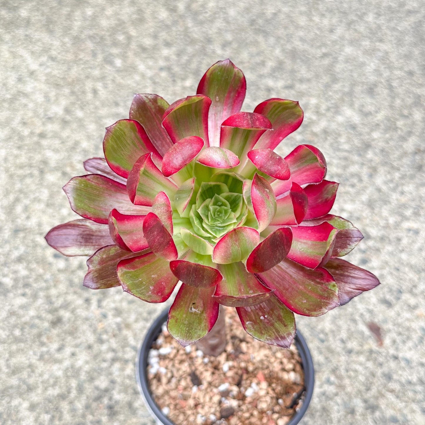 11" Tall Variegated Aeonium sp.