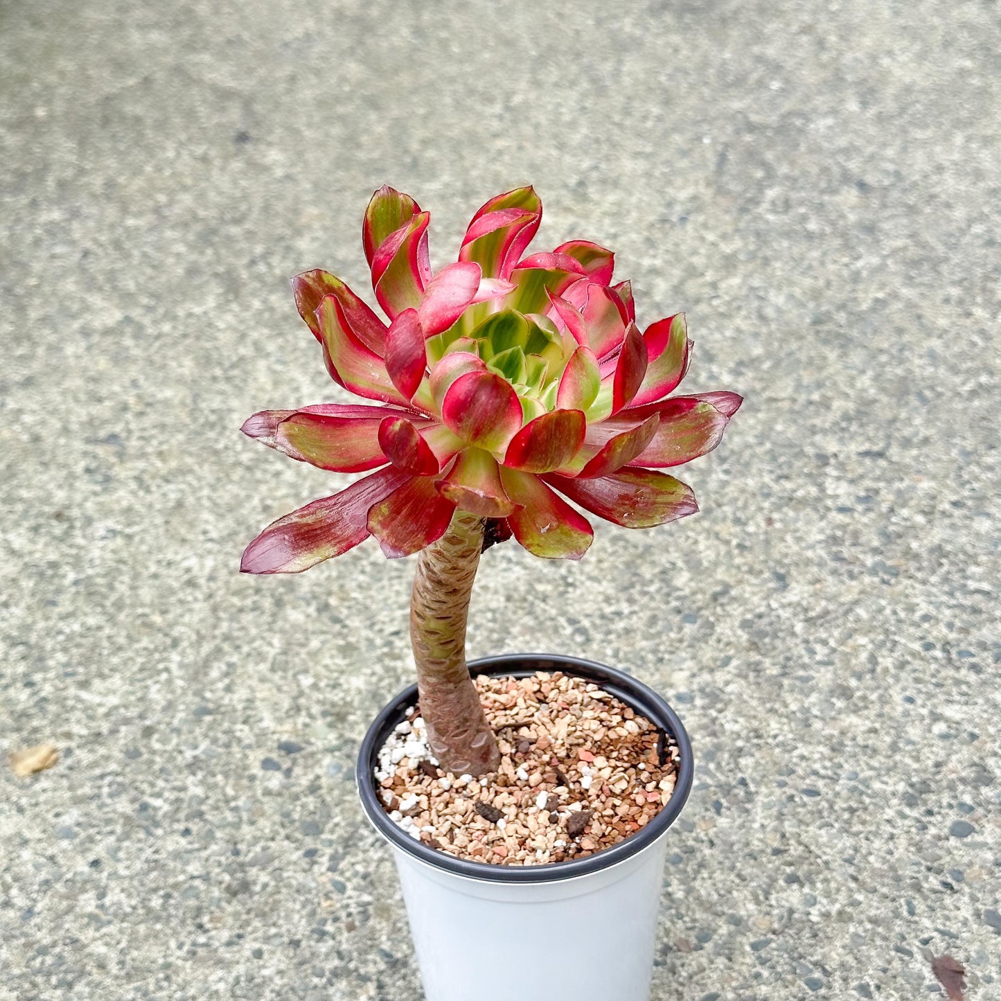 11" Tall Variegated Aeonium sp.