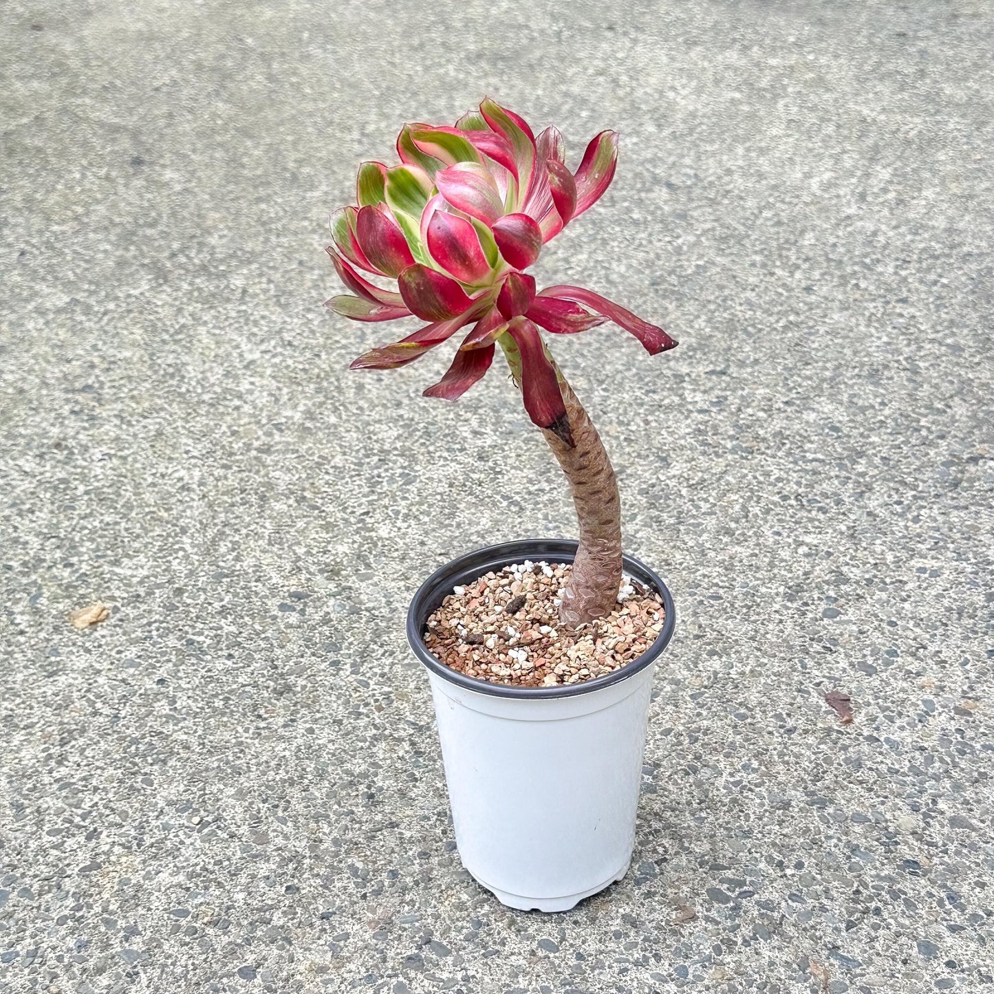 11" Tall Variegated Aeonium sp.