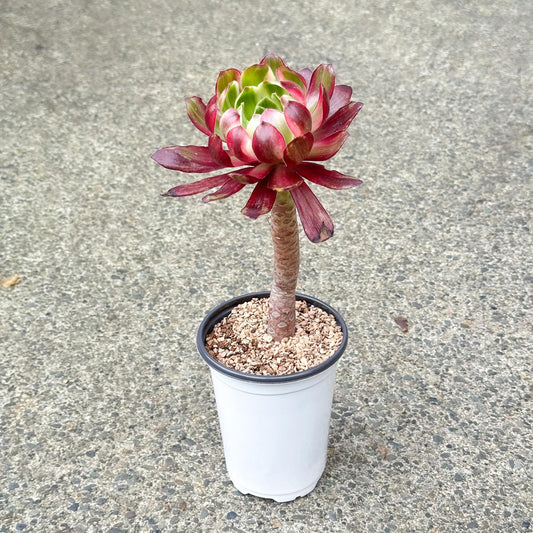 11" Tall Variegated Aeonium sp.