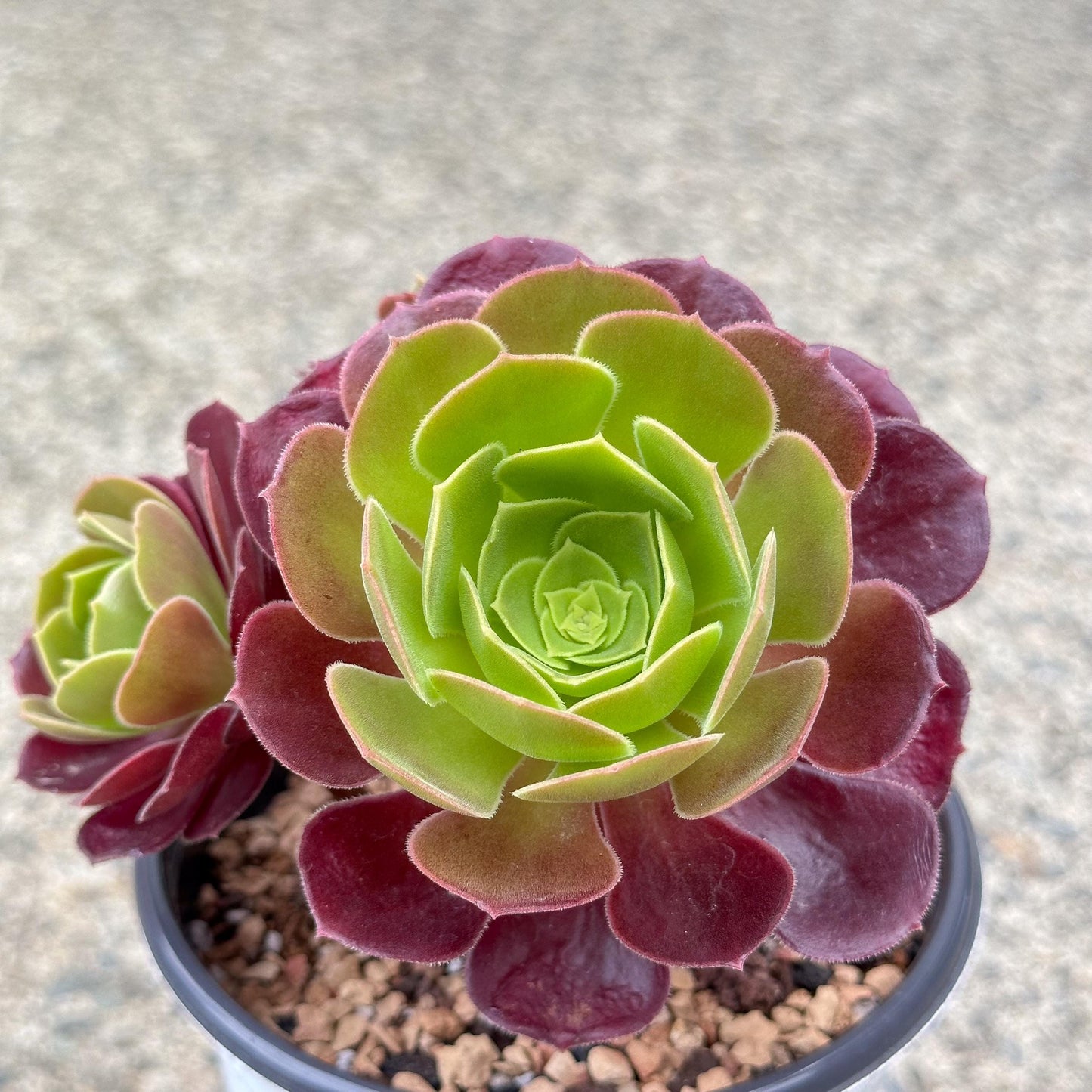 4" Aeonium Dutch Rose