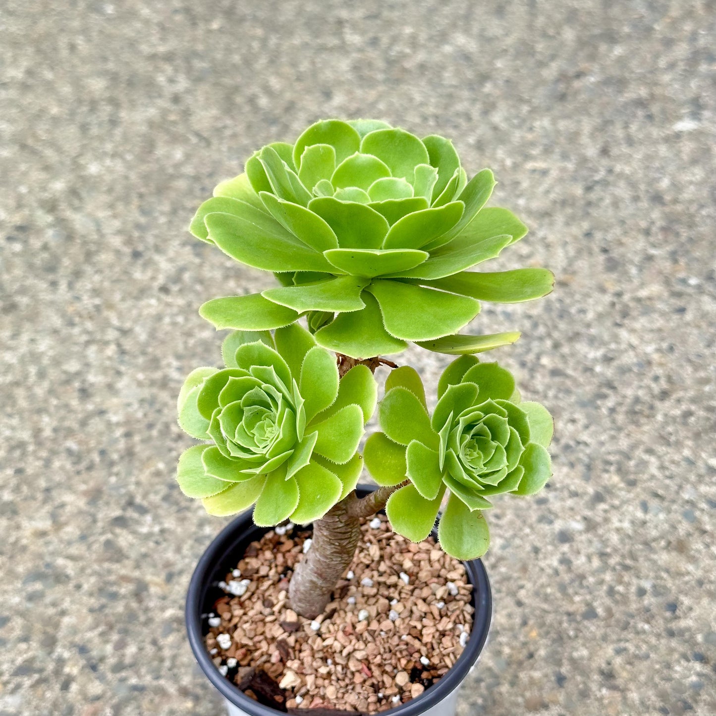 10" Tall Aeonium Arboreum