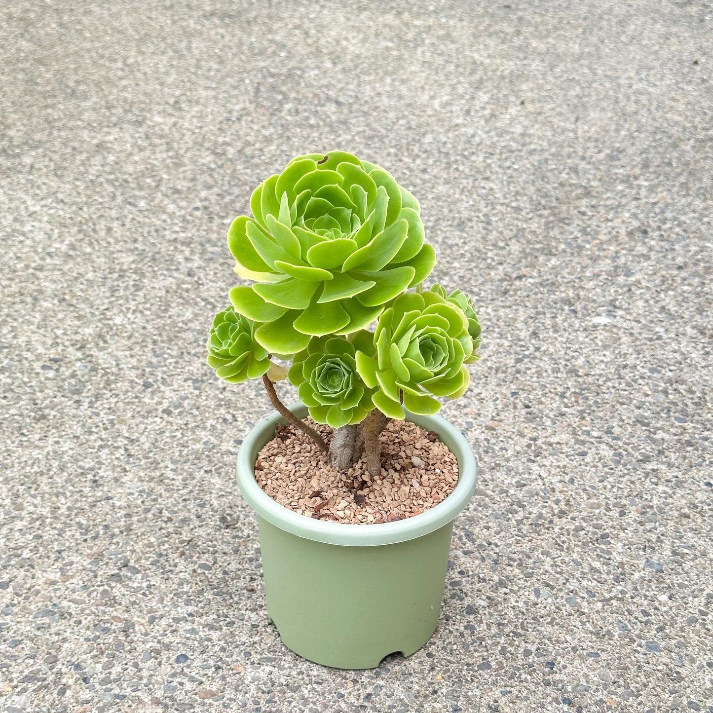 10" Tall Aeonium Arboreum