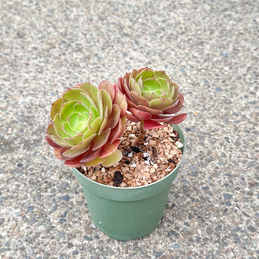 4" Aeonium Dutch Rose