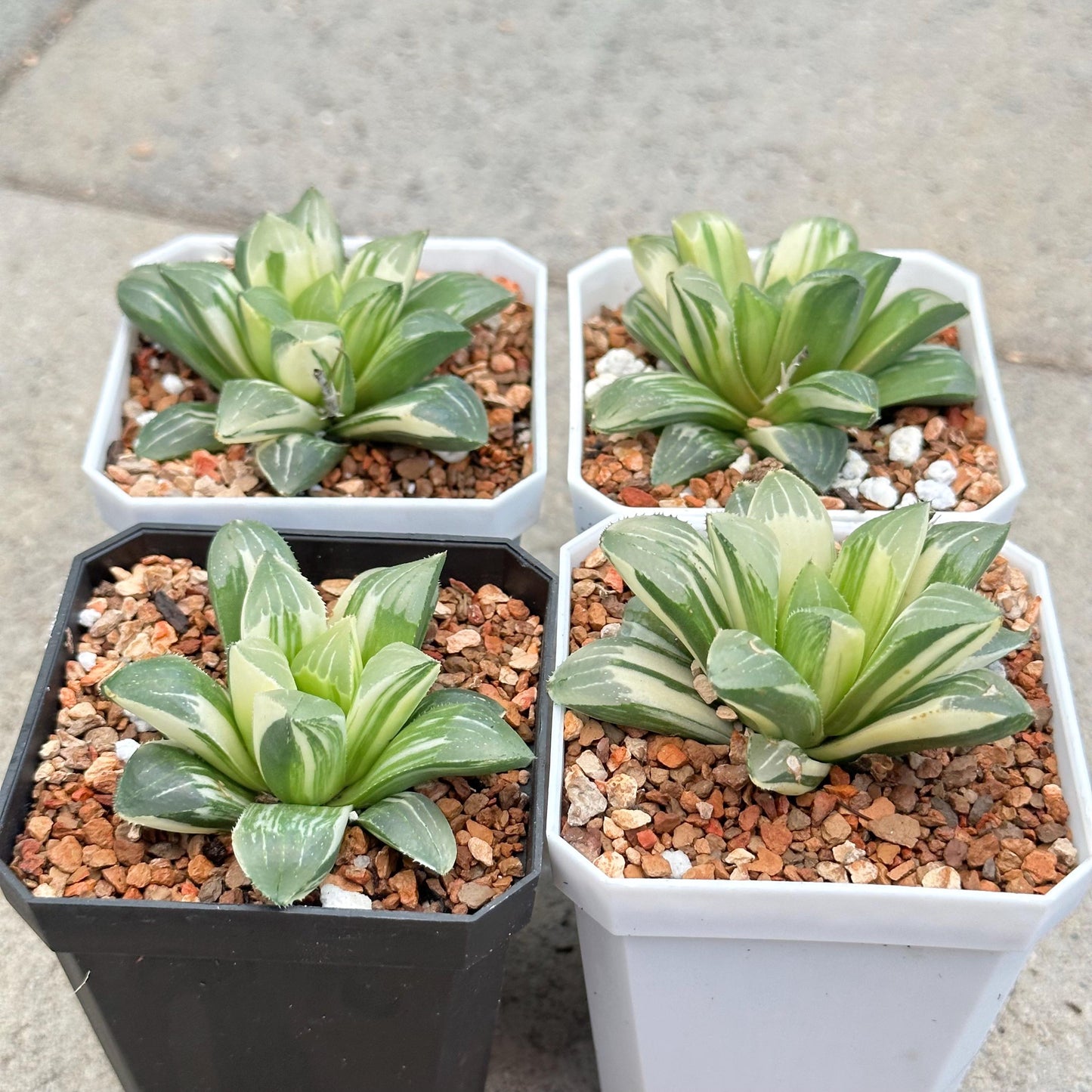 Haworthia Cymbiformis 'Variegata'