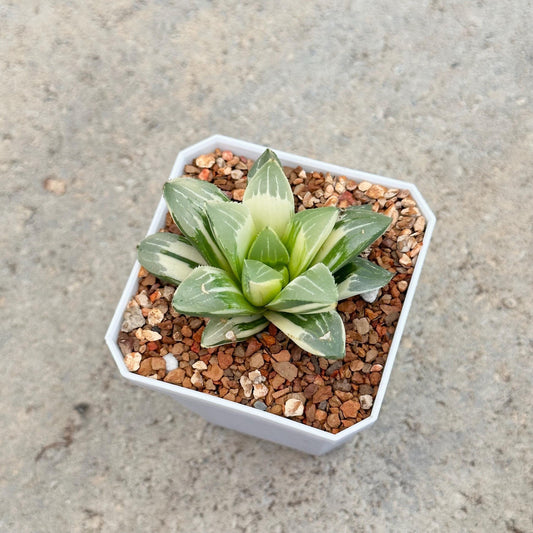 Haworthia Cymbiformis 'Variegata'