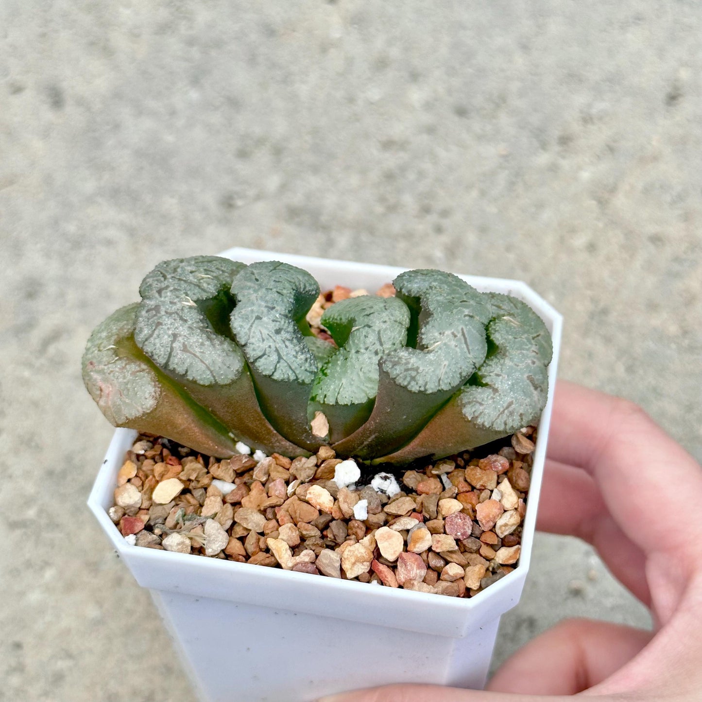 Haworthia Truncata Varieties