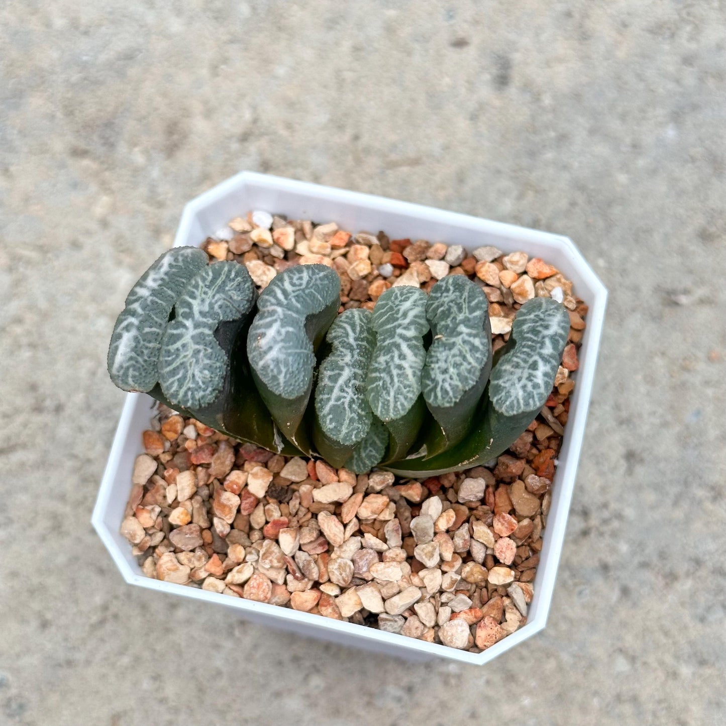 Haworthia Truncata