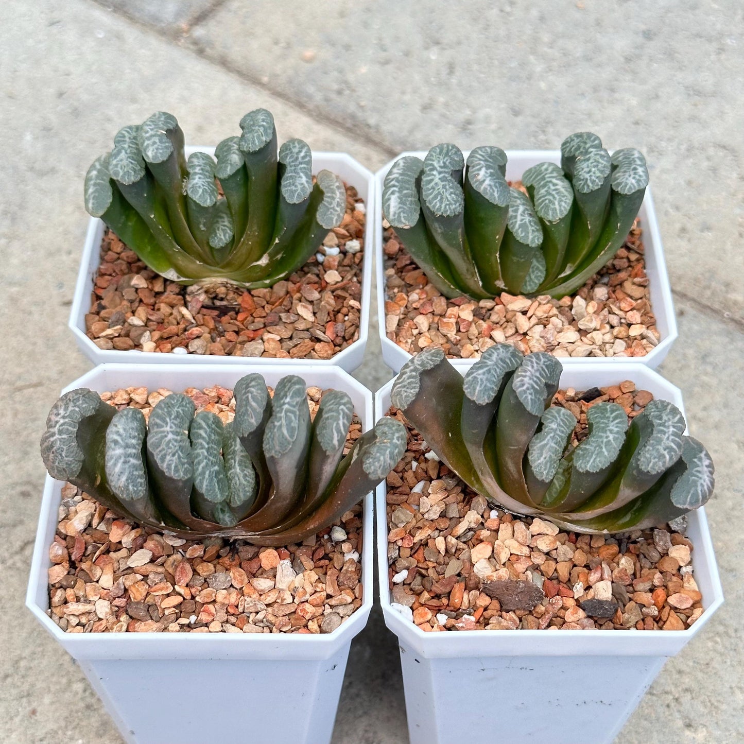 Haworthia Truncata Varieties