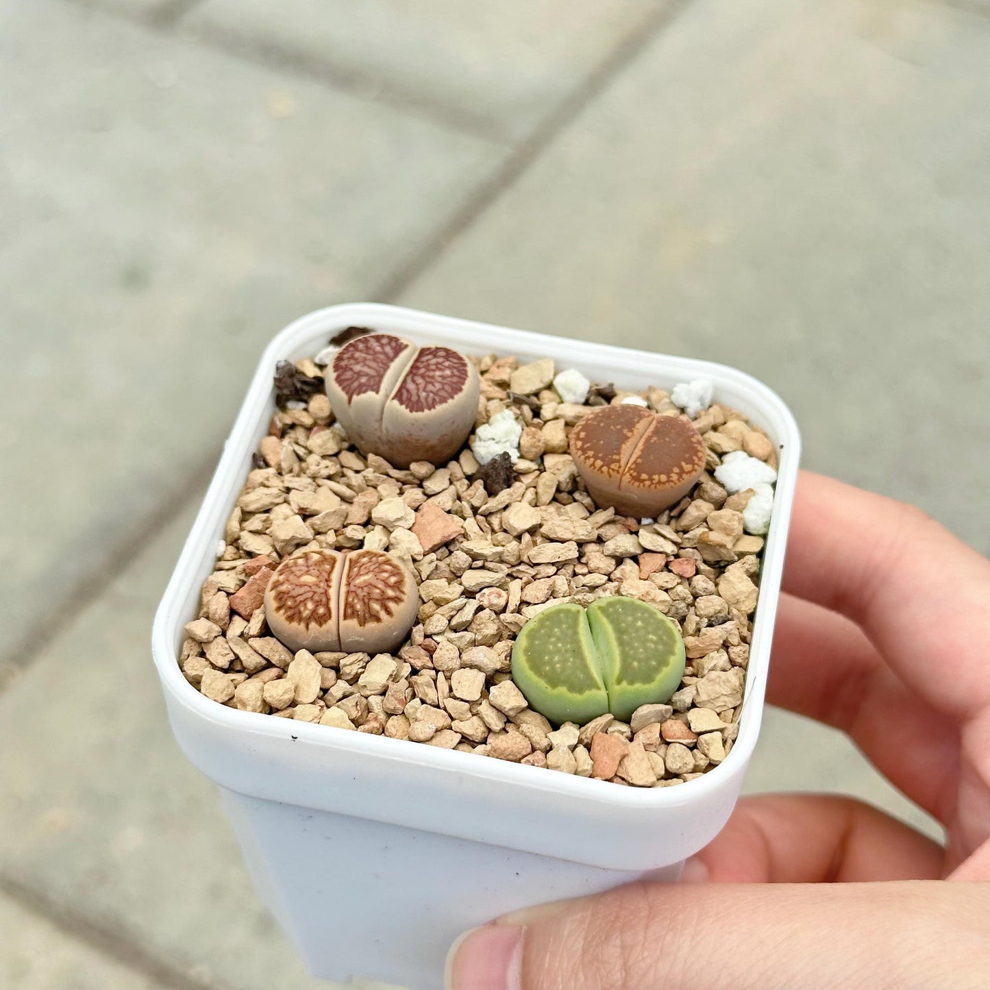 Assorted Lithops